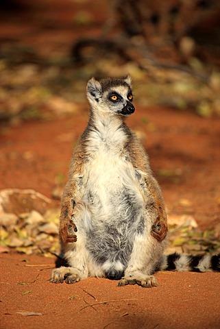 Ring-tailed Lemur (Lemur catta), adult sunbathing, Berenty Reserve, Madagascar, Africa