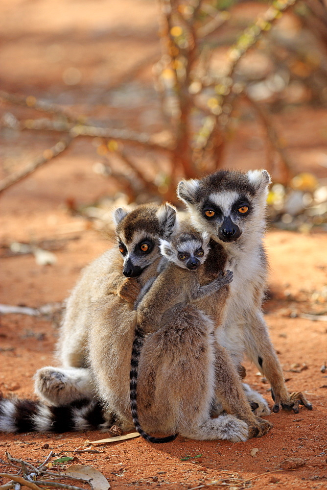 Ring-tailed Lemur (Lemur catta), mother with young, and a female adult, Berenty Reserve, Madagascar, Africa