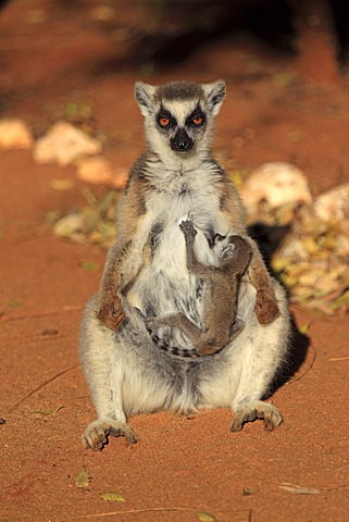 Ring-tailed Lemur (Lemur catta), mother with young, sunbathing, Berenty Reserve, Madagascar, Africa