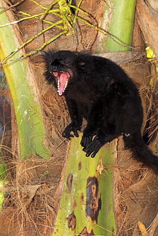 Black Lemur (Eulemur macaco), male adult, yawning, Nosy Komba, Madagascar, Africa