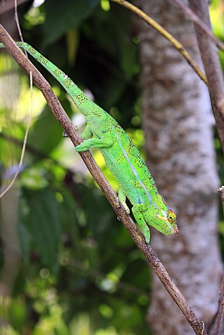 Panther Chameleon (Furcifer pardalis), male, foraging, Madagascar, Africa