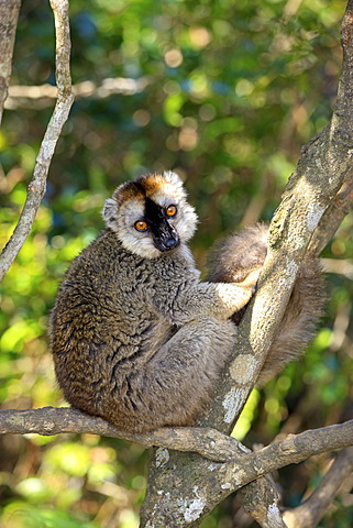 Red-fronted Lemur (Lemur fulvus rufus), adult in a tree, Berenty Reserve, Madagascar, Africa