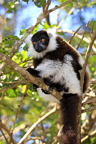 Black-and-white Ruffed Lemur (Varecia variegata), adult in a tree, Madagascar, Africa