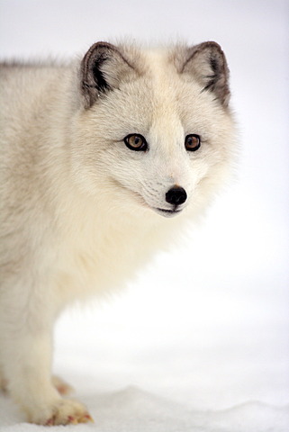 Arctic fox, white fox, polar fox or snow fox (Vulpes lagopus formerly Alopex lagopus), adult, foraging for food in the snow, Montana, North America, USA