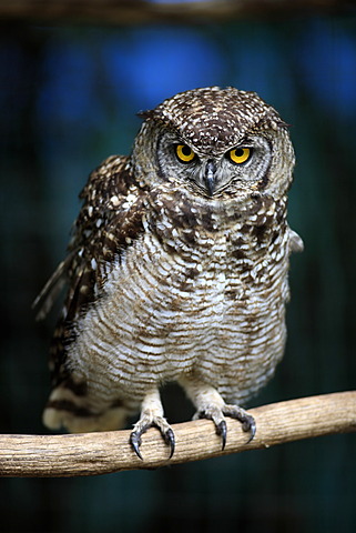 Spotted Eagle-Owl (Bubo africanus), perched on branch, South Africa, Africa