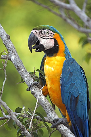 Blue-and-Yellow Macaw or Blue-and-Gold Macaw (Ara ararauna), adult, South America