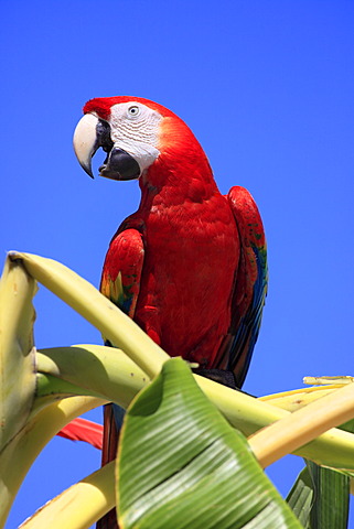 Scarlet Macaw (Ara macao), adult, perched on a banana tree, screeching, Roatan, Honduras, Caribbean, Central America, Latin America