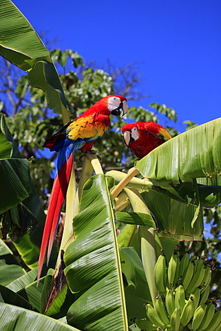 Scarlet Macaw (Ara macao), adult pair on a banana tree, Roatan, Honduras, Caribbean, Central America, Latin America