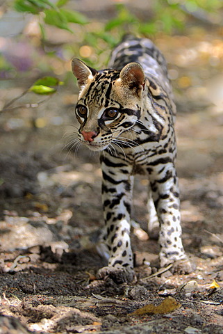 Ocelot (Leopardus pardalis, Felis pardalis), adult male, Honduras, Central America