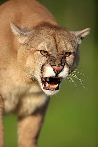 Cougar or Puma (Puma concolor, Felis concolor), adult, spitting, threatening, Minnesota, USA