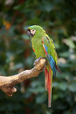 Chestnut-fronted Macaw or Severe Macaw (Ara severus syn. Ara severa), adult, perched on branch, Florida, USA