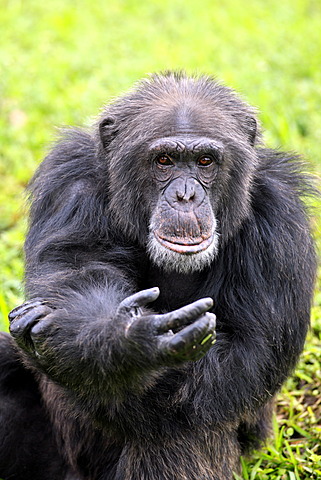 Chimpanzee (Pan troglodytes troglodytes), male, begging, captive, Florida, USA