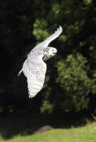 Snowy owl (Nyctea scandiaca), adult in flight, Germany, Europe