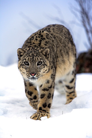 Snow leopard (Uncia uncia), adult, snow, captive, Montana, USA