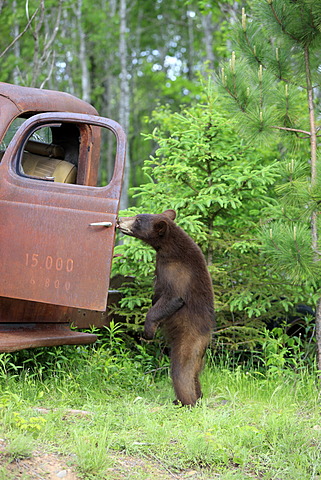 American black bear (Ursus americanus), cub, standing upright at car wreck, Minnesota, USA