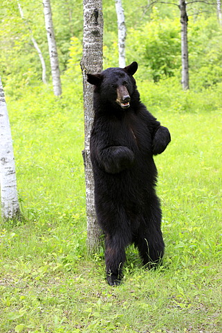 American black bear (Ursus americanus), adult, standing upright, scratching at tree, Minnesota, USA