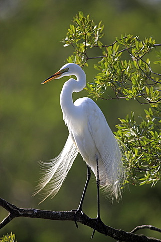 Great Egret (Egretta alba), adult, on perched on tree, breeding plumage, Florida, USA