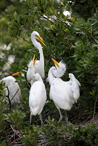 Great Egret (Egretta alba), juvenile birds on the nest begging adult bird for food, Florida, USA