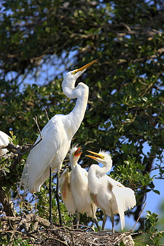 Great Egret (Egretta alba), juvenile birds on the nest begging adult bird for food, Florida, USA