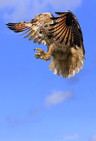 Eagle Owl (Bubo bubo), adult, in flight, Germany, Europe