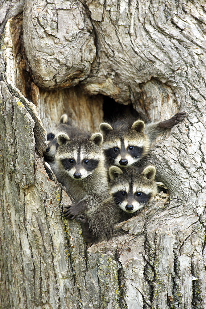 Raccoons (Procyon lotor), kits peeping out of den, portrait, Minnesota, USA