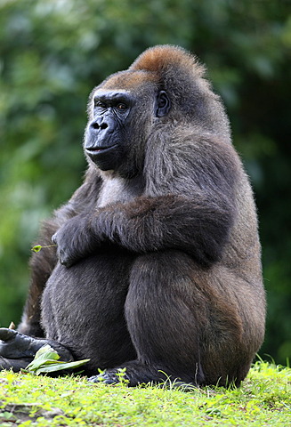 Western Lowland Gorilla (Gorilla gorilla), adult, female, captive, Florida, USA, North America