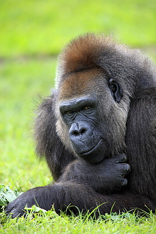 Western Lowland Gorilla (Gorilla gorilla), adult, female, captive, Florida, USA, North America