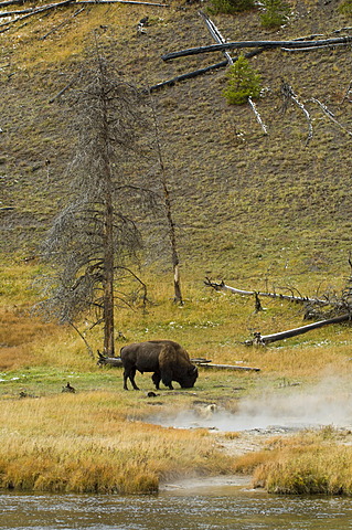 American Bison (Bison bison), Yellowstone National Park, Wyoming, USA