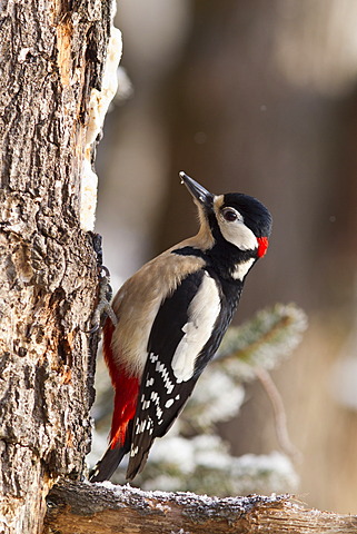 Great Spotted Woodpecker (Dendrocopos major) on a tree trunk, Bad Sooden-Allendorf, Hesse, Germany, Europe