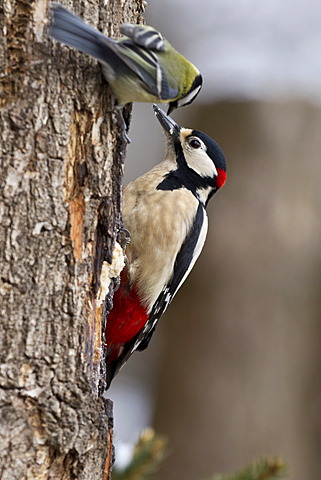 Great spotted woodpecker (Dendrocopos major), Bad Sooden-Allendorf, Hesse, Germany, Europe