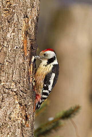 Middle Spotted Woodpecker (Dendrocopos medius), Bad Sooden-Allendorf, Hesse, Germany, Europe