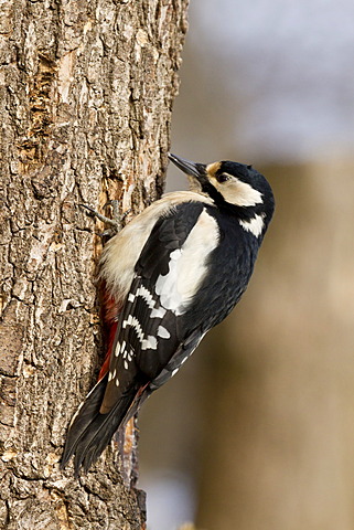 Great Spotted Woodpecker (Dendrocopos major), Bad Sooden-Allendorf, Hesse, Germany, Europe