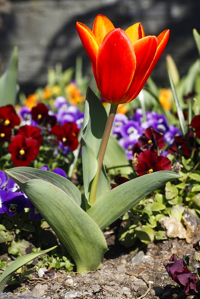 Red Tulip (Tulipa) in colourful flowerbed