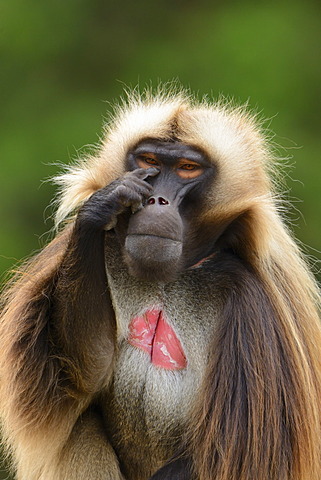 Gelada baboon or gelada (Theropithecus gelada), Stuttgart, Baden-Wuerttemberg, Germany, Europe