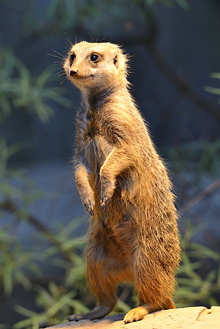 Meerkat or Surikate (Suricata suricatta), native to Africa, captive, Baden-Wuerttemberg, Germany, Europe