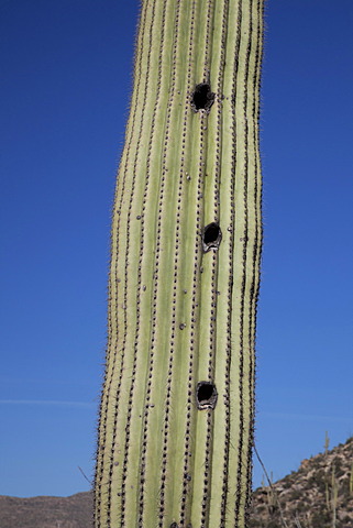 Birds' nests in a Saguaro cactus (Carnegiea gigantea) in Saguaro National Park, Tucson, Arizona, USA