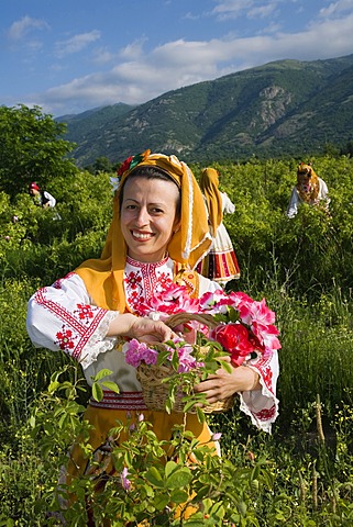 Woman plucking roses, Rose Festival for the beginning of the rose harvesting period, Karlovo, Bulgaria, Europe