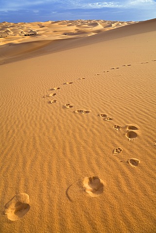 Traces of a fennec fox (Canis zerdus) on a dune in the Libyan Desert, Libya, Sahara, Africa