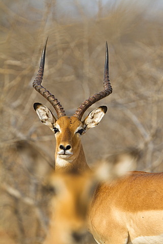 Impala (Aepyceros melampus), Ruaha National Park, Tanzania, East Africa, Africa