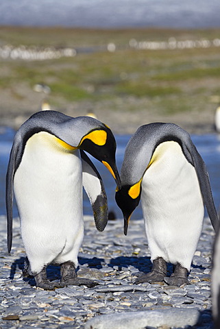 King penguins (Aptenodytes patagonicus), St. Andrews Bay, South Georgia, sub-Antarctic and Antarctic