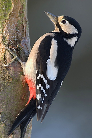 Great Spotted Woodpecker (Dendrocopos major)