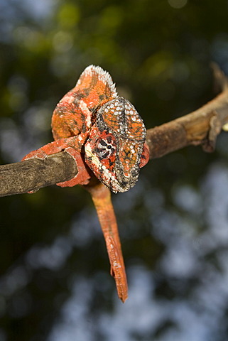 Male Short-horned Chameleon (Calumma brevicornis), Madagascar, Africa