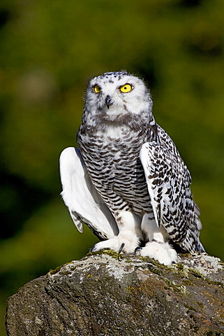 Young Snowy Owl (Bubo scandiacus, Nyctea scandiaca)