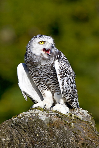 Young Snowy Owl (Bubo scandiacus, Nyctea scandiaca)