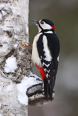 Great Spotted Woodpecker (Dendrocopos major), male on tree trunk