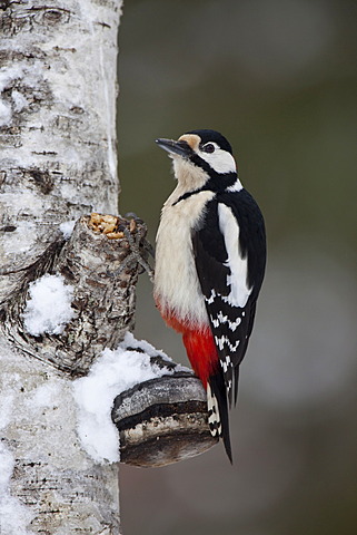 Great Spotted Woodpecker (Dendrocopos major), male on tree trunk