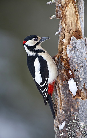 Great Spotted Woodpecker (Dendrocopos major), male on tree trunk