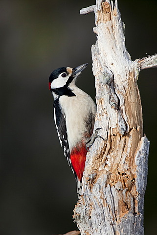 Great Spotted Woodpecker (Dendrocopos major), males on a tree trunk