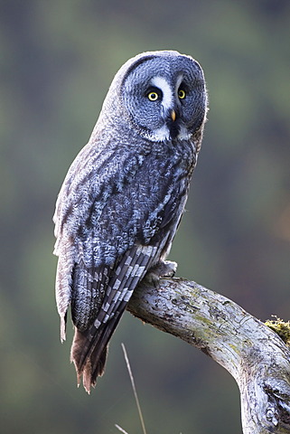 Great Grey Owl (Strix nebulosa)