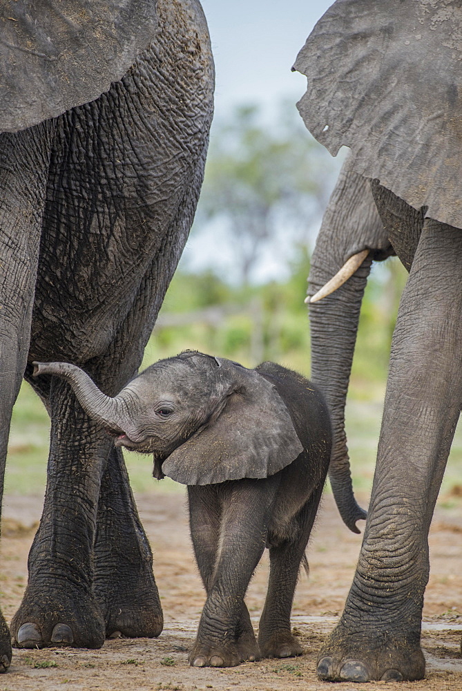 African elephant (Loxodonta africana), a few days old calf, Chobe National Park, Chobe District, Botswana, Africa
